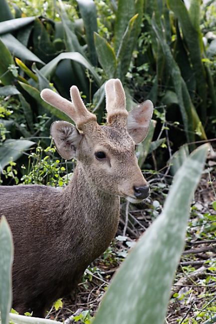 Muang Boran-2008-024